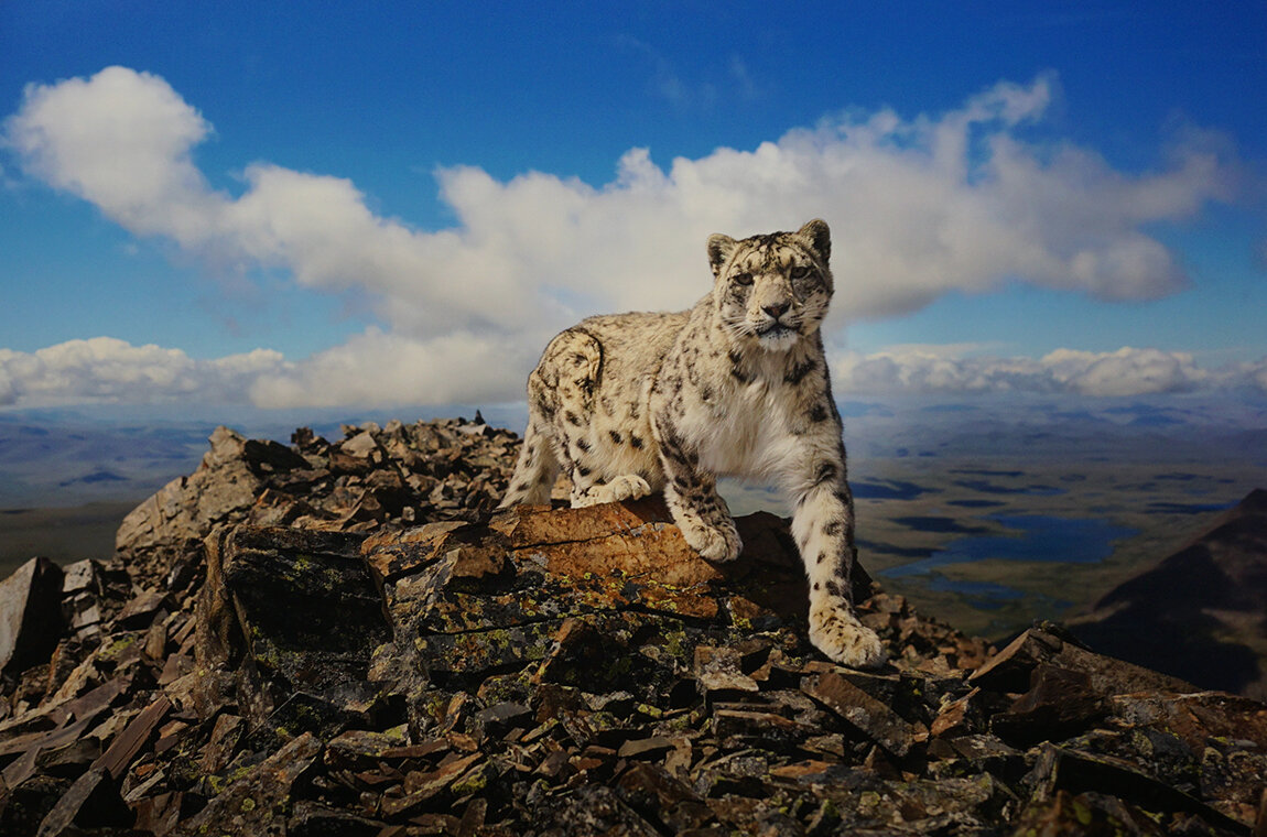 "Белая песня хребта Чихачёва" - Ольга "Белая песня хребта Чихачёва" - Ольга