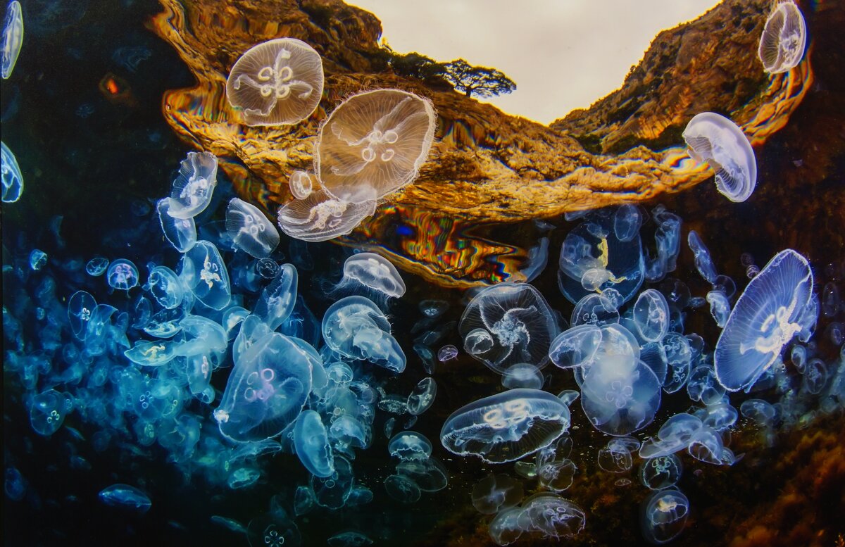 "Сезон медуз" - Ольга 