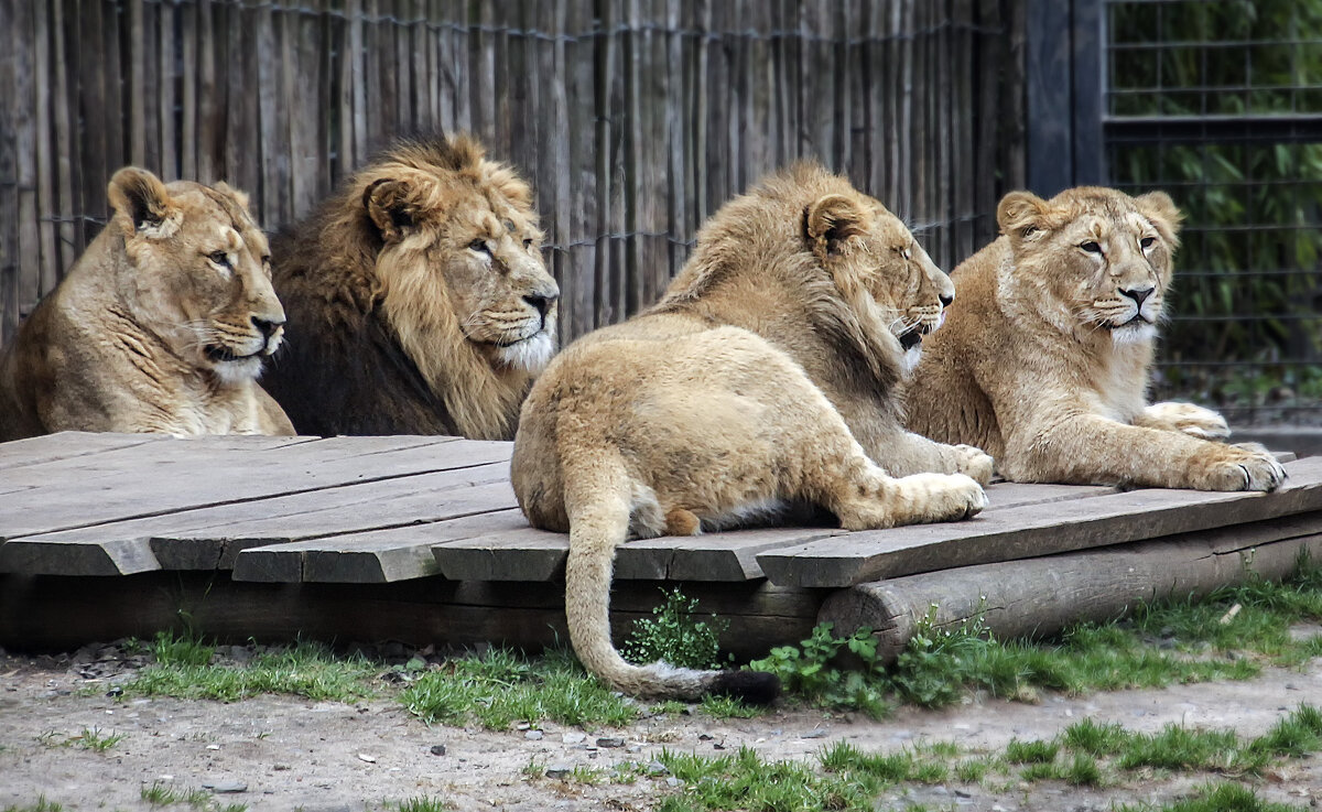 Дети и их родители - Андроник Александр 