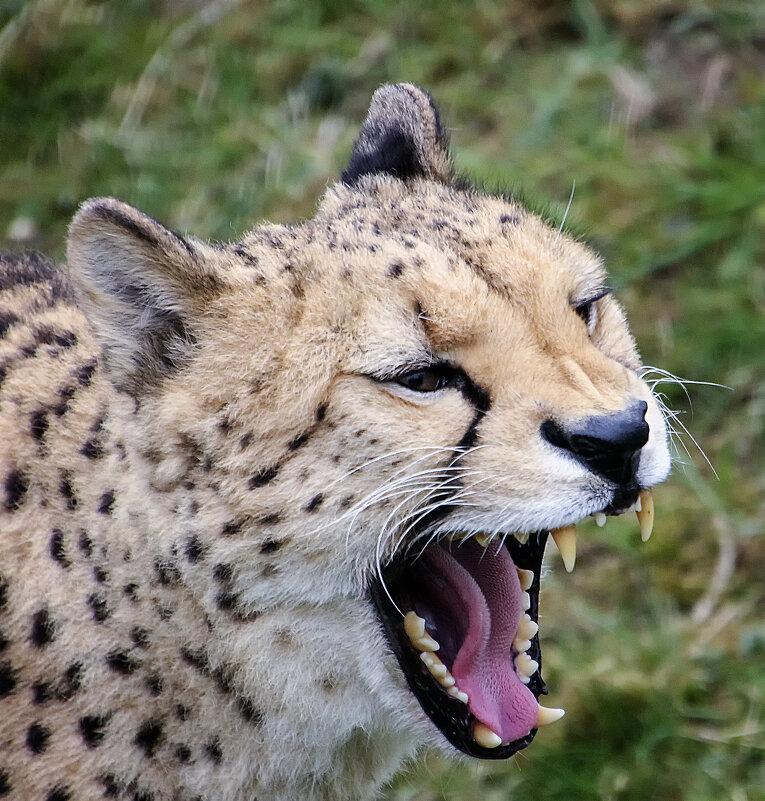 Хохот - Андроник Александр 