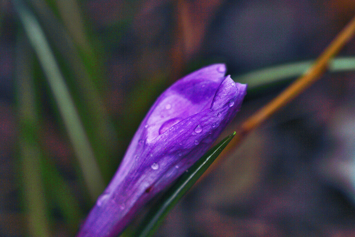 Крокус - Юрий Гайворонскiий