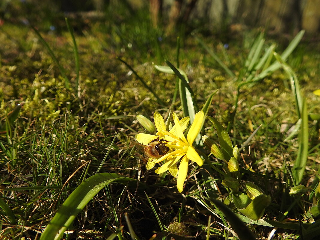 весна - ИННА ПОРОХОВА