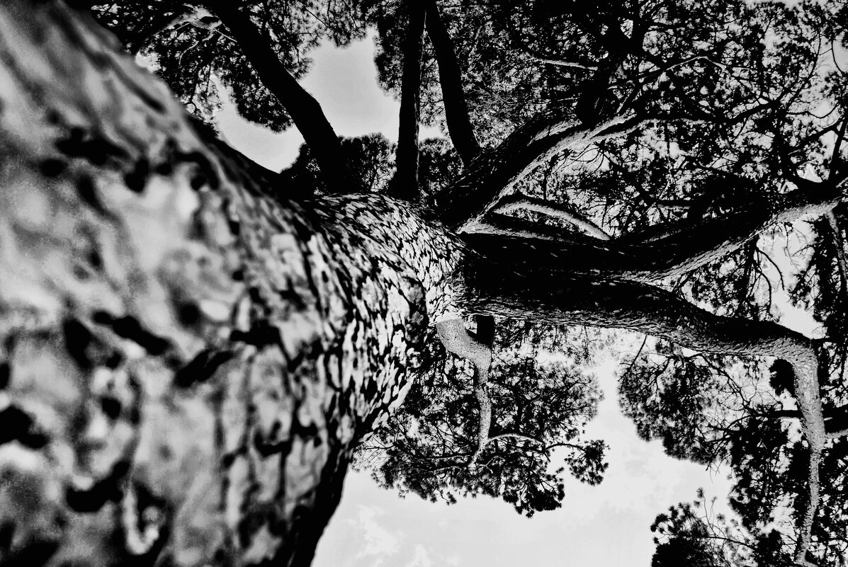 Дерево-питон - Юля Сrane