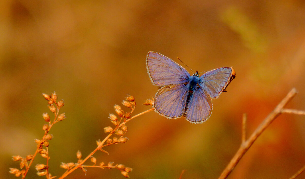 опять про бабочек 487 - Александр Прокудин