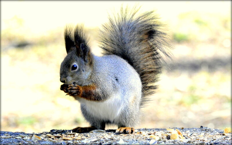 Весенняя белка обедает - Сергей Весенняя белка обедает - Сергей