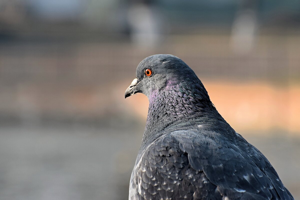 Голубь сизокрылый присел на перила. - Татьяна Помогалова Голубь сизокрылый присел на перила. - Татьяна Помогалова