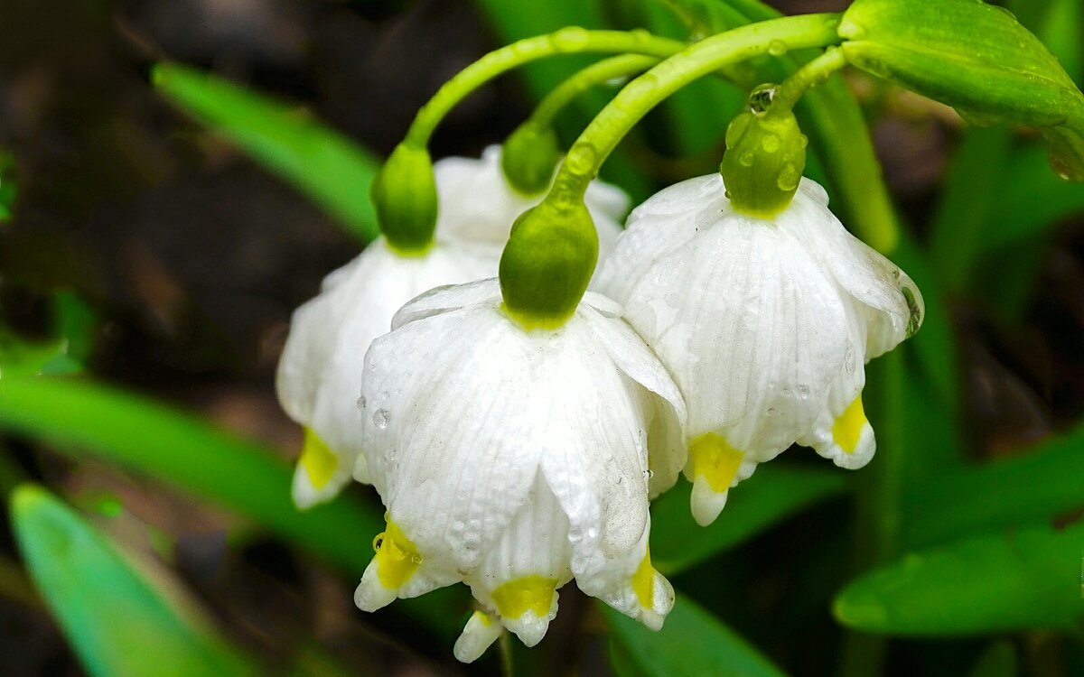 Цветы под дождём - Милешкин Владимир Алексеевич 