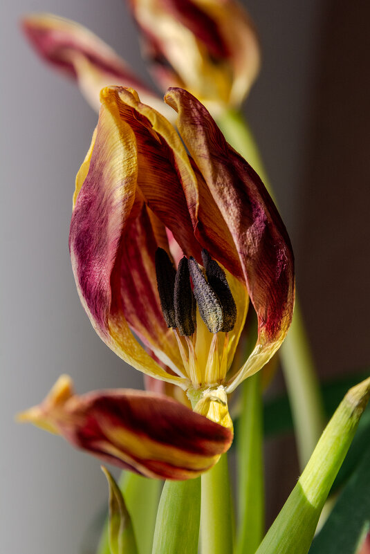 *** - Виктор Иванович Чернюк