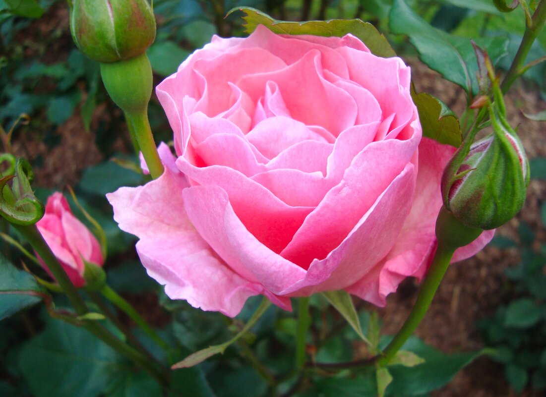 роза - марта Камушкина