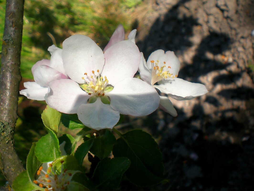 Цветы - Роман Савоцкий