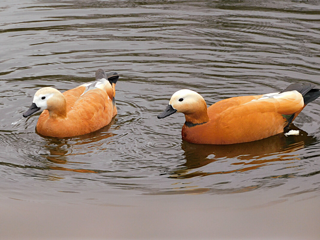 Огари - Лина Огари - Лина