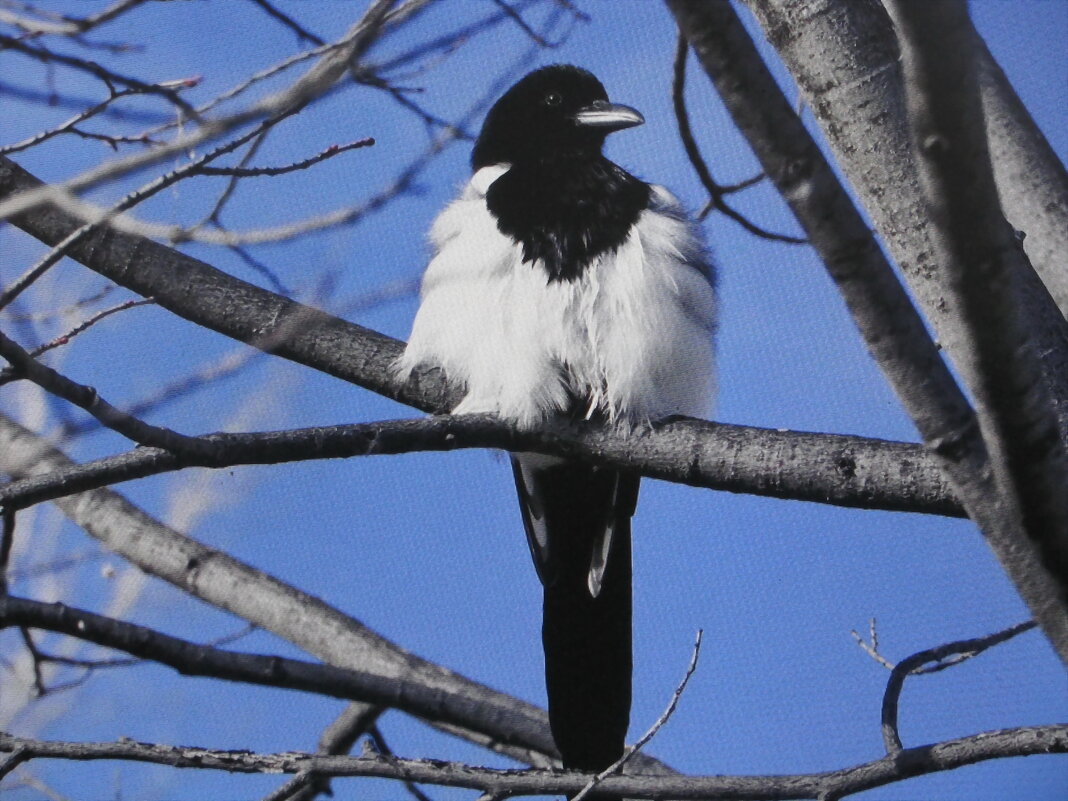 Распушилась - Людмила Смородинская