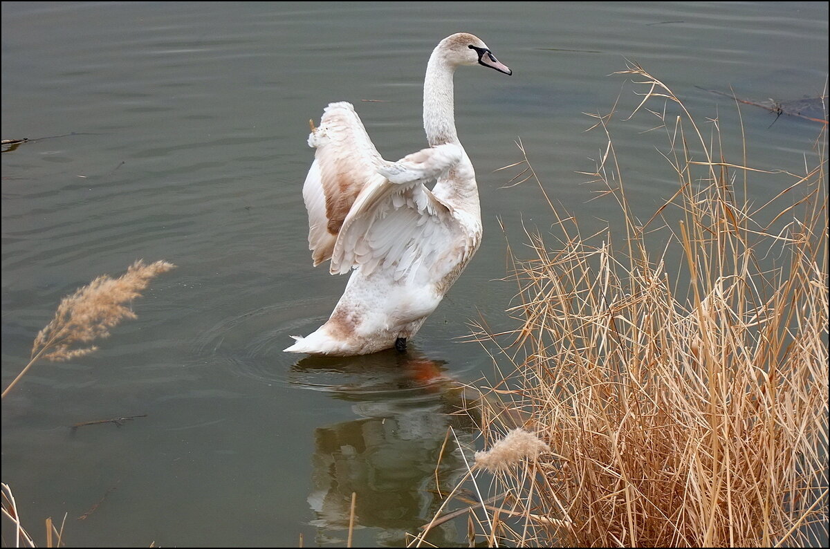 Мне бы в небо ... - Фёдор Меркурьев Мне бы в небо ... - Фёдор Меркурьев