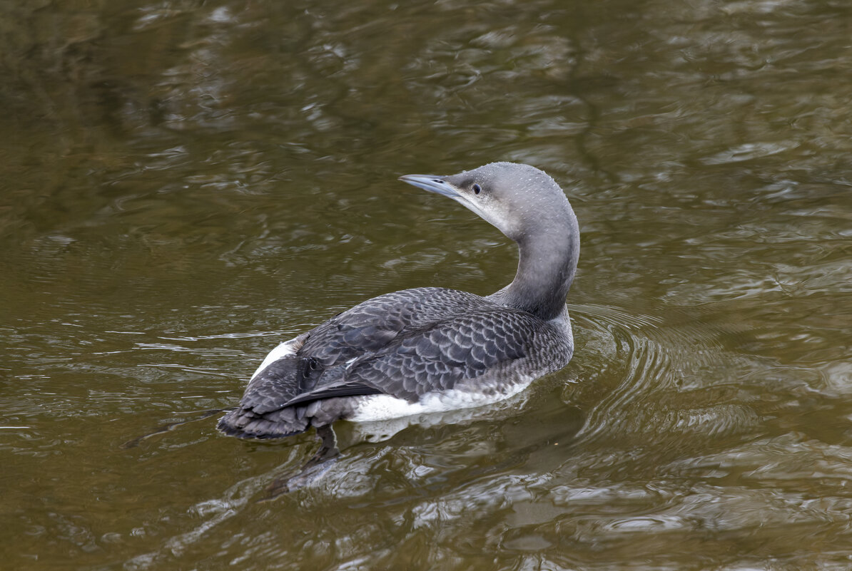 гагара - юрий макаров