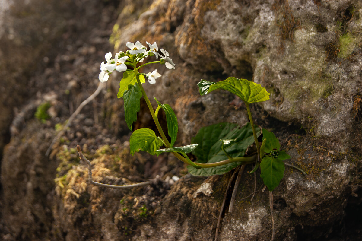 Цветы и камни - Игорь Сикорский