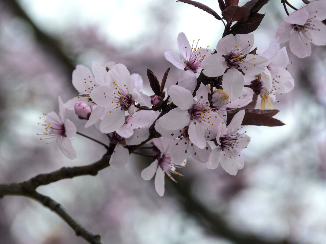 Весенние  цветы - Валентин Семчишин