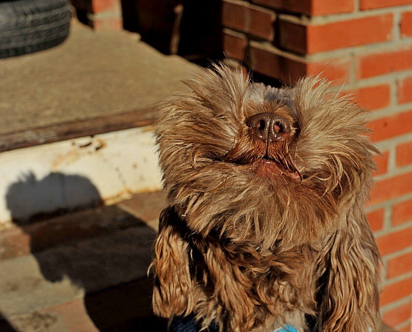 Не бритый Колобок... )) - Владимир Хиль Не бритый Колобок... )) - Владимир Хиль