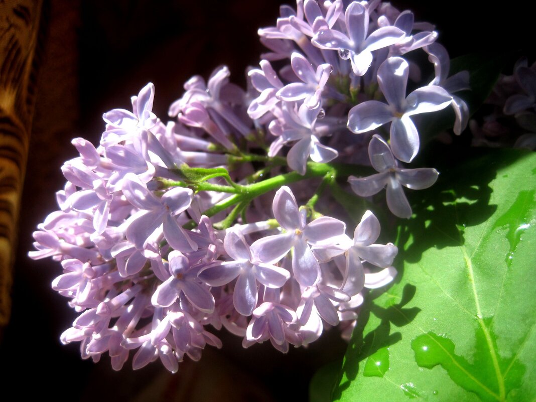 Сирень - Елена Семигина Сирень - Елена Семигина