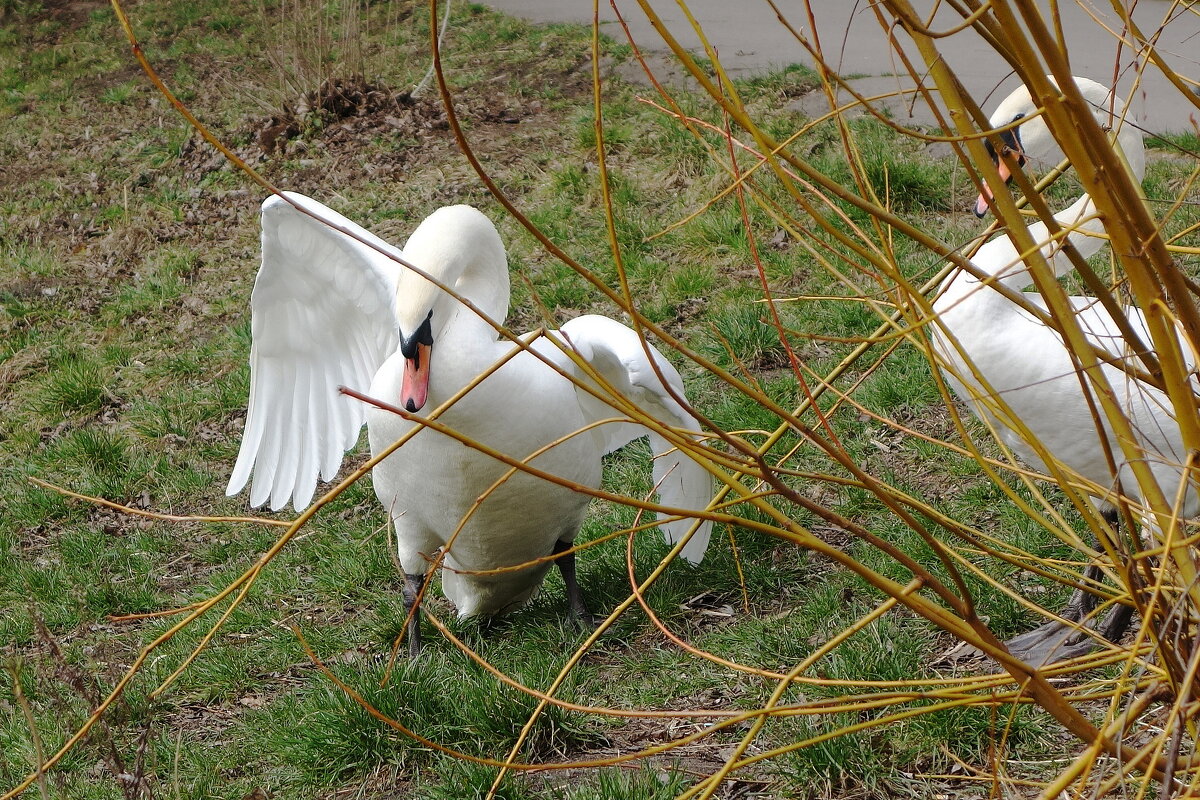 Лебеди в городском парке - Рита Симонова