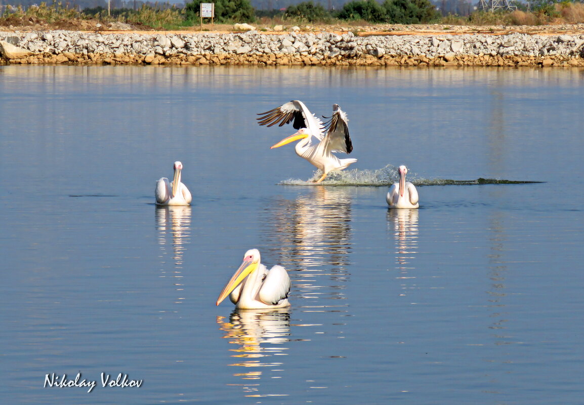 Пеликаны - Николай Волков