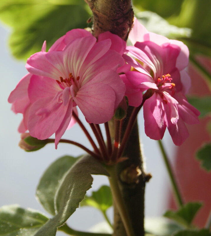 Красивые цветочки. - сергей ермошкин Красивые цветочки. - сергей ермошкин