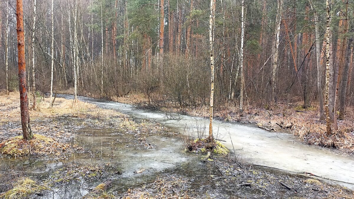 Мартовский лес - Татьяна Тюменка