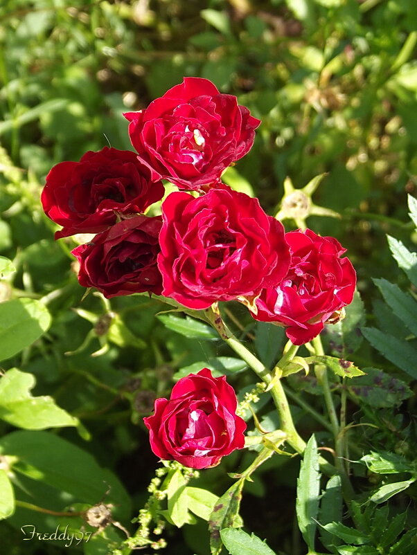 Мини-розы - Freddy 97