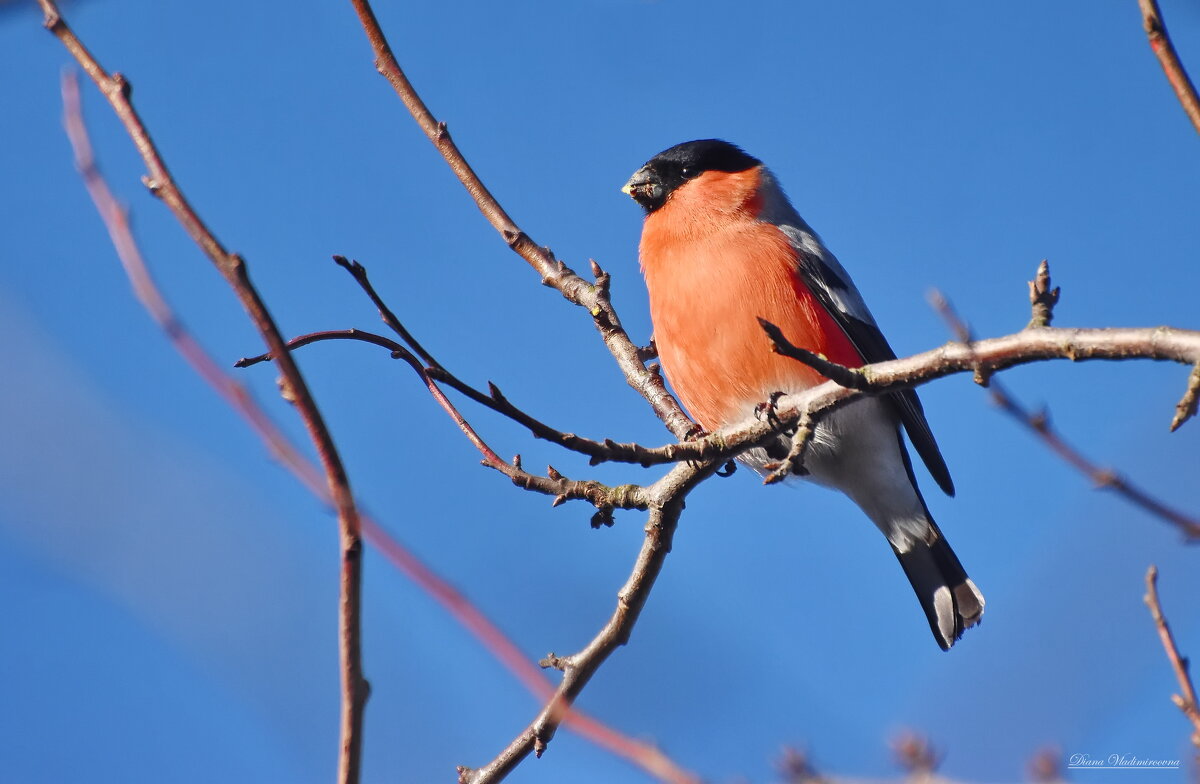 СНЕГИРЬ. - DianaVladimirovna 