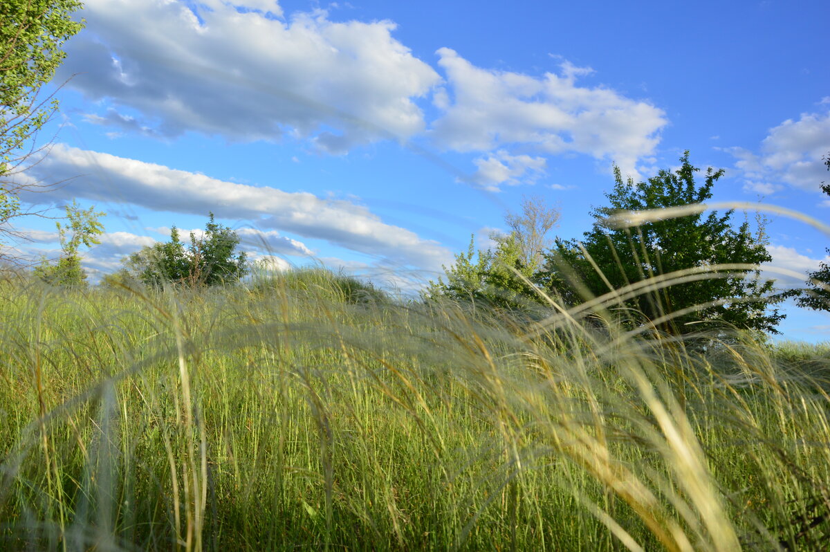 Ковыль. - Виктор 