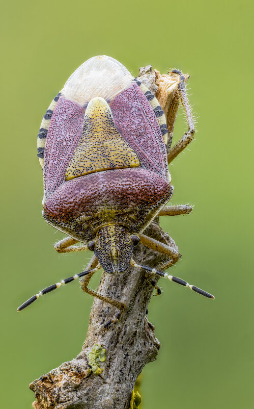 Щитник ягодный, или клоп ягодный ( Dolycoris baccarum). - Александр Григорьев Щитник ягодный, или клоп ягодный ( Dolycoris baccarum). - Александр Григорьев