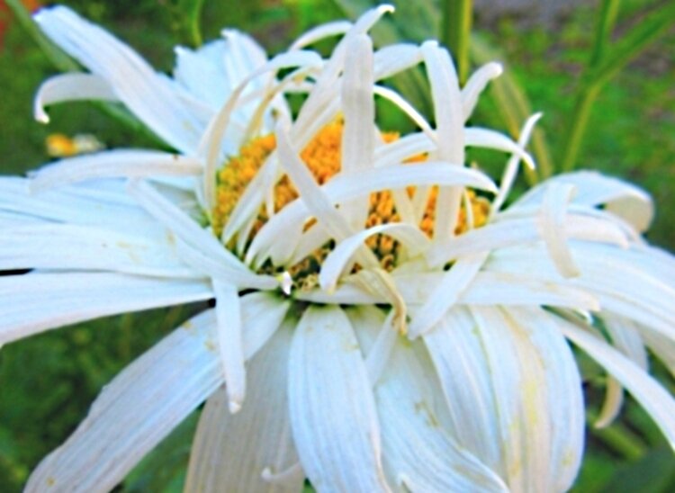 Не    успела    причесаться... - Галина Кузьмина