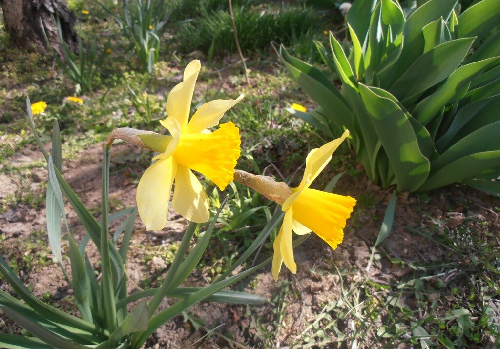 Первые... - Наталья 