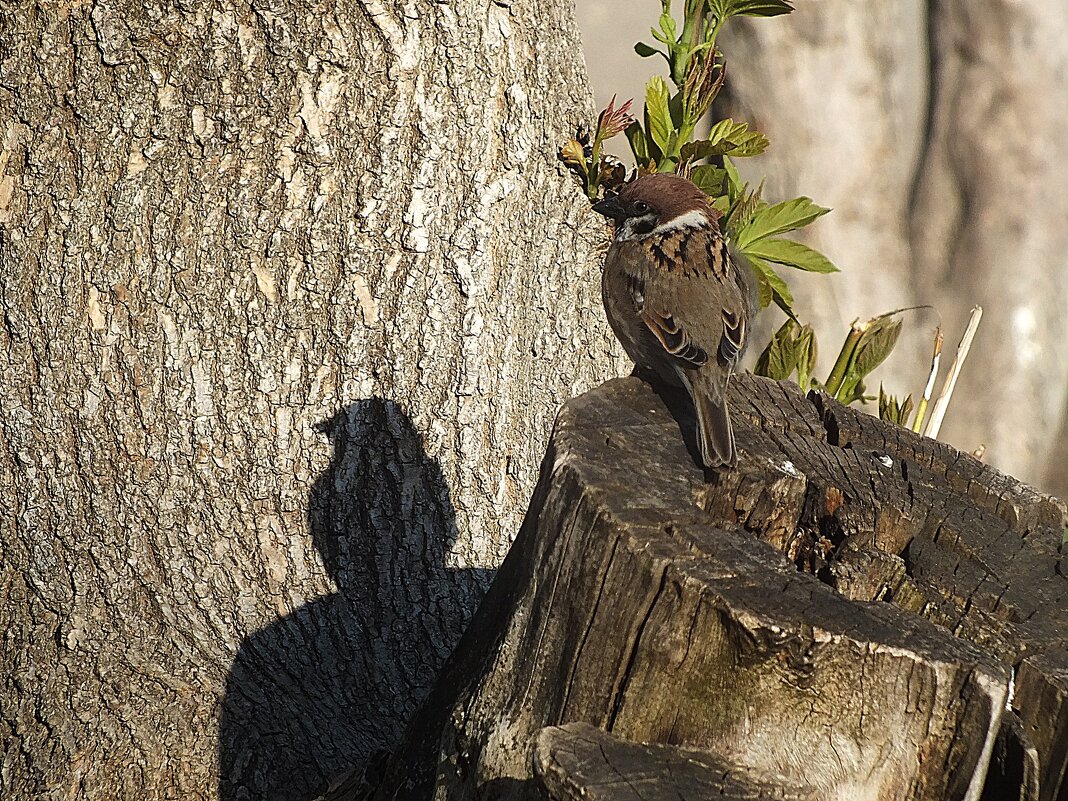 Воробей и его тень - Зоя Мишина Воробей и его тень - Зоя Мишина