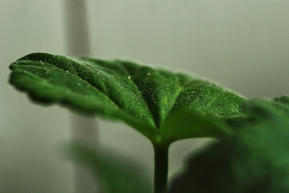 На окошке - Юрий Гайворонскiий На окошке - Юрий Гайворонскiий