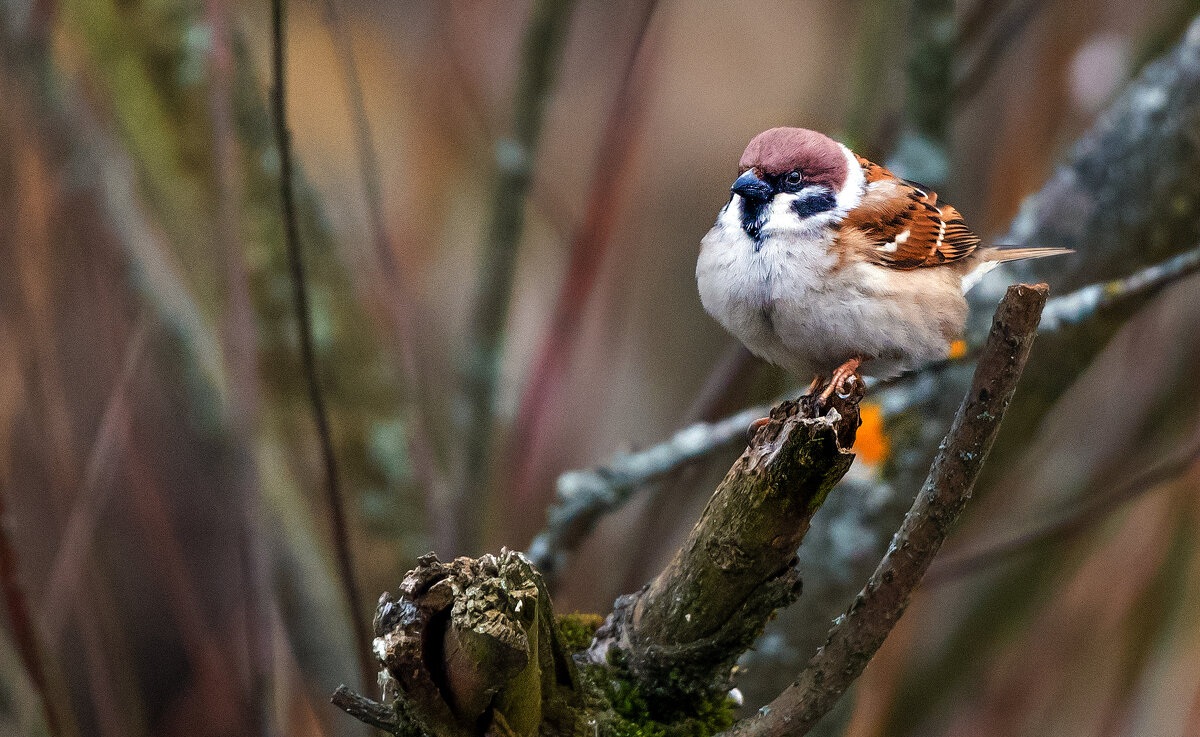 *** - Владимир Безбородов