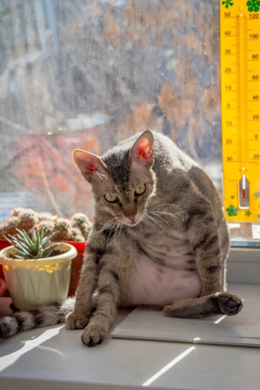 Че те? - Тамара Федорова