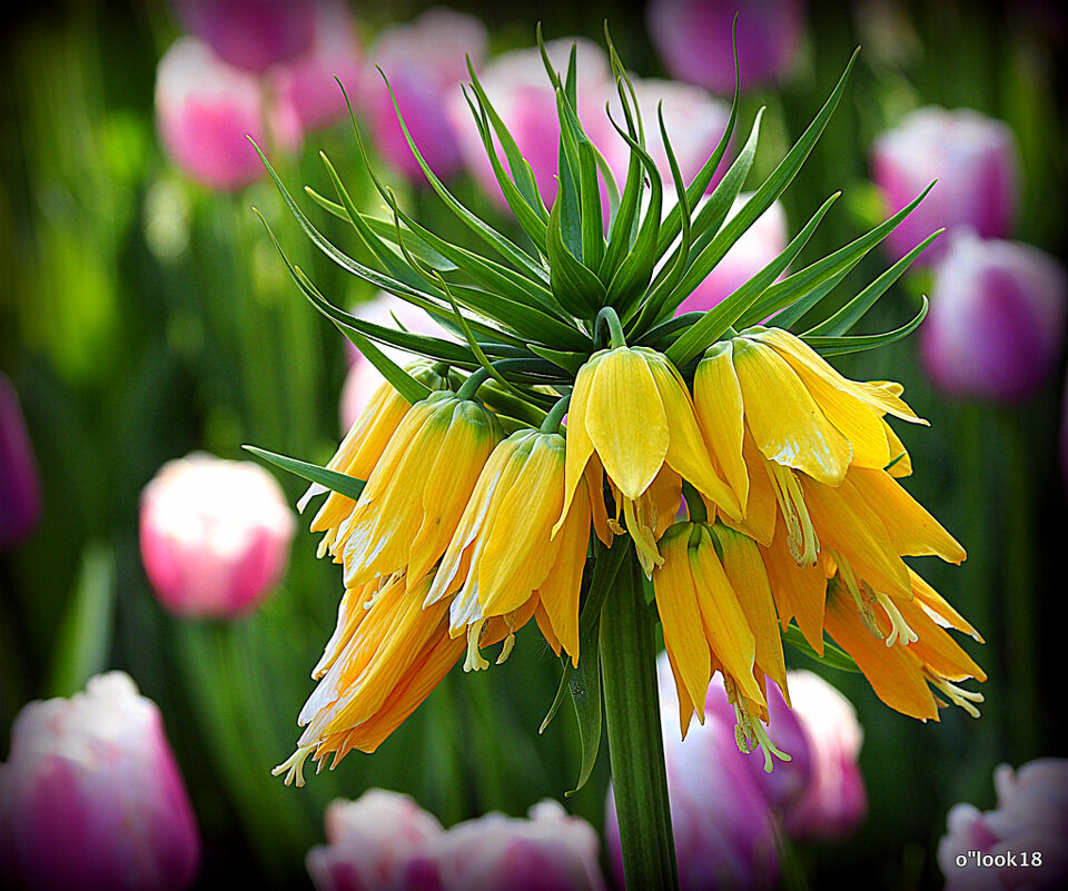 они на радость нам даны - Олег Лукьянов