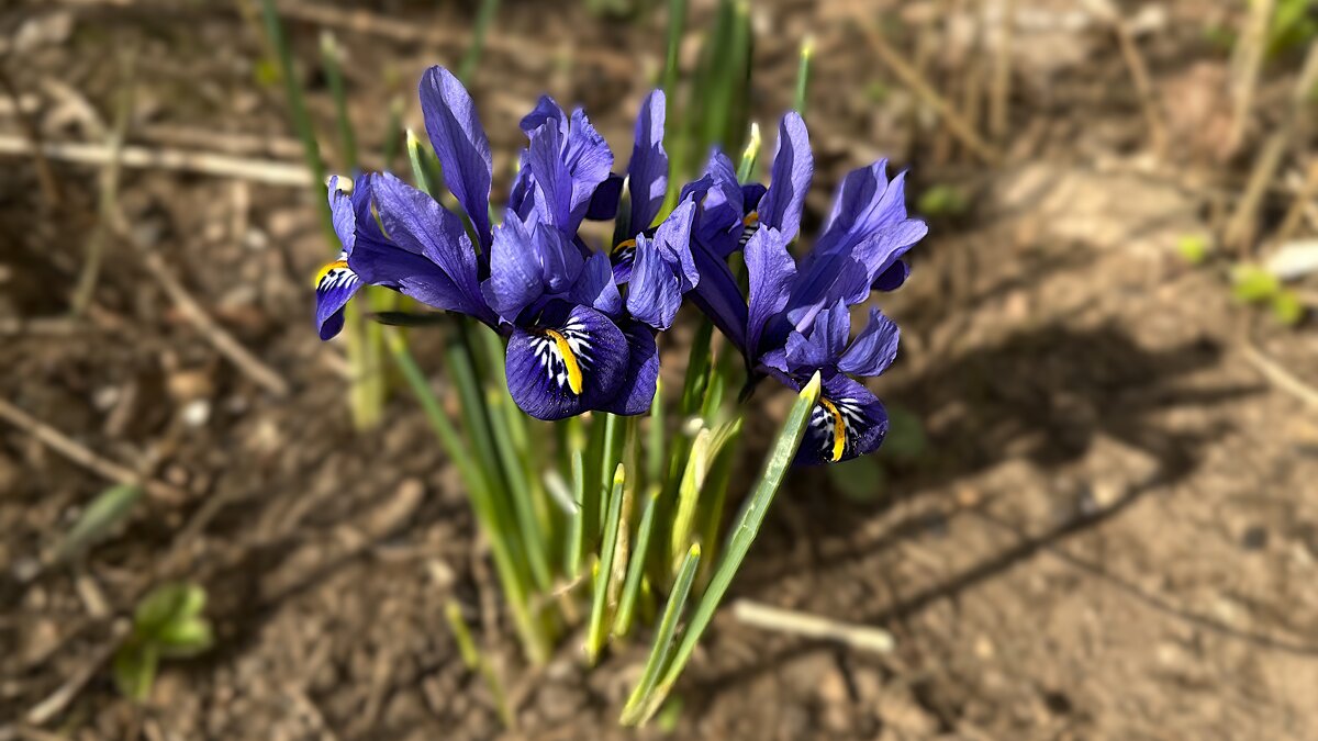 ***первые н е ж н ы е *** - Olga Oskolkova ***первые н е ж н ы е *** - Olga Oskolkova