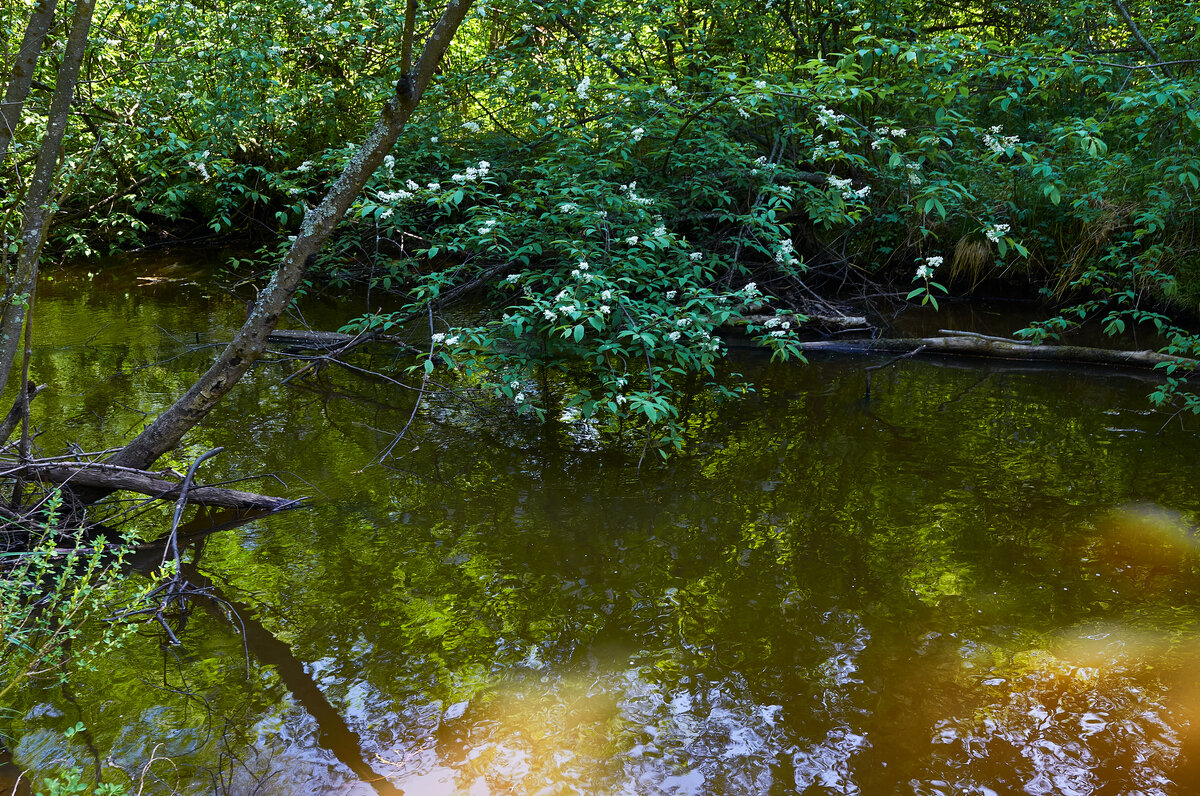 Черёмуха над водой. - Юрий кот