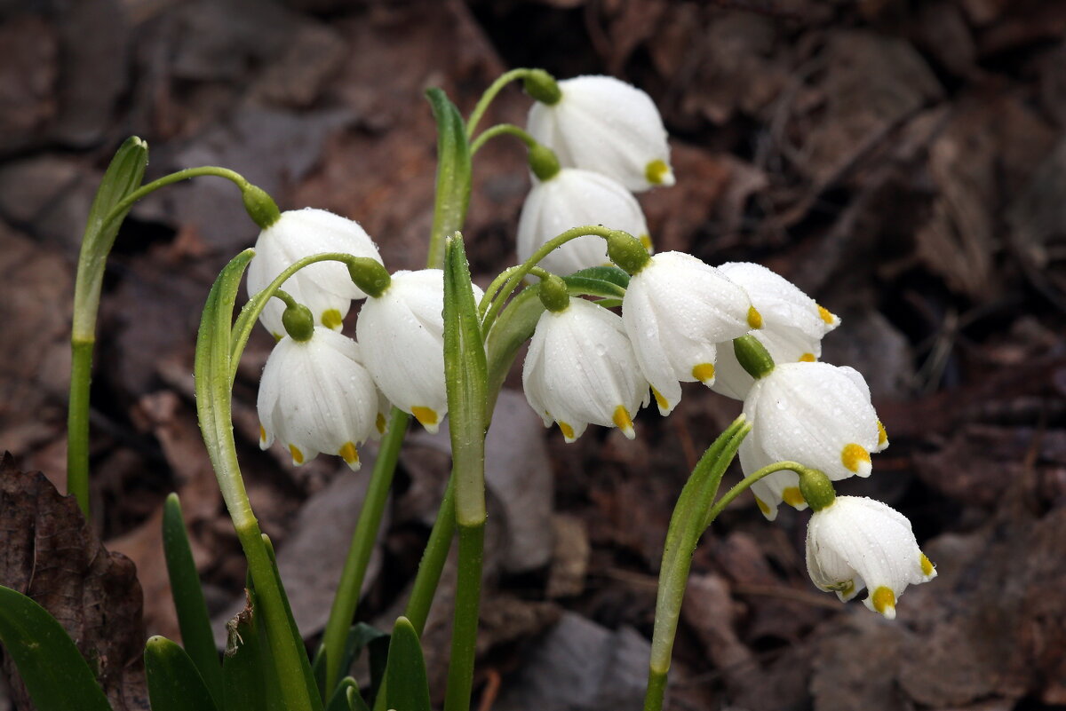 белоцветник 21 марта - Михаил Бибичков белоцветник 21 марта - Михаил Бибичков