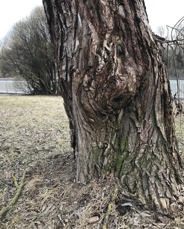 Одноглазый. - Любовь 