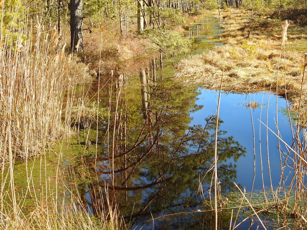 весна - ИННА ПОРОХОВА весна - ИННА ПОРОХОВА
