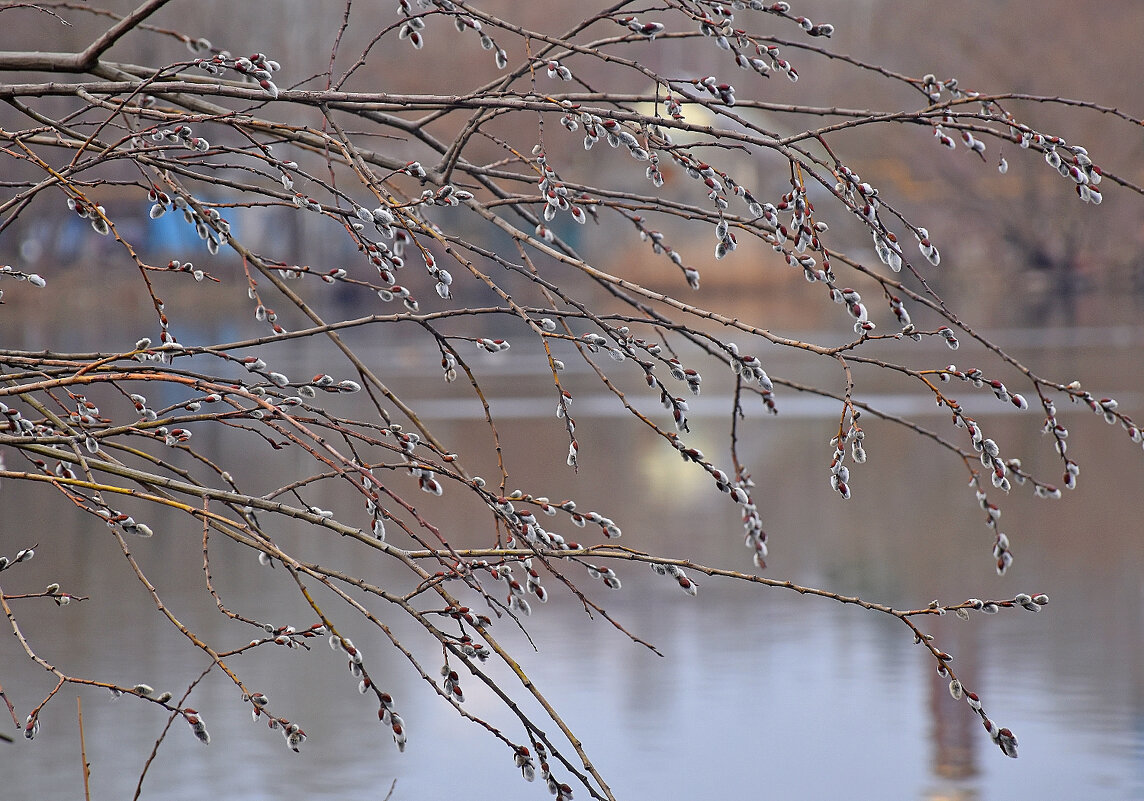 До вербы не добраться без лодки! - Валентина Нефёдова До вербы не добраться без лодки! - Валентина Нефёдова