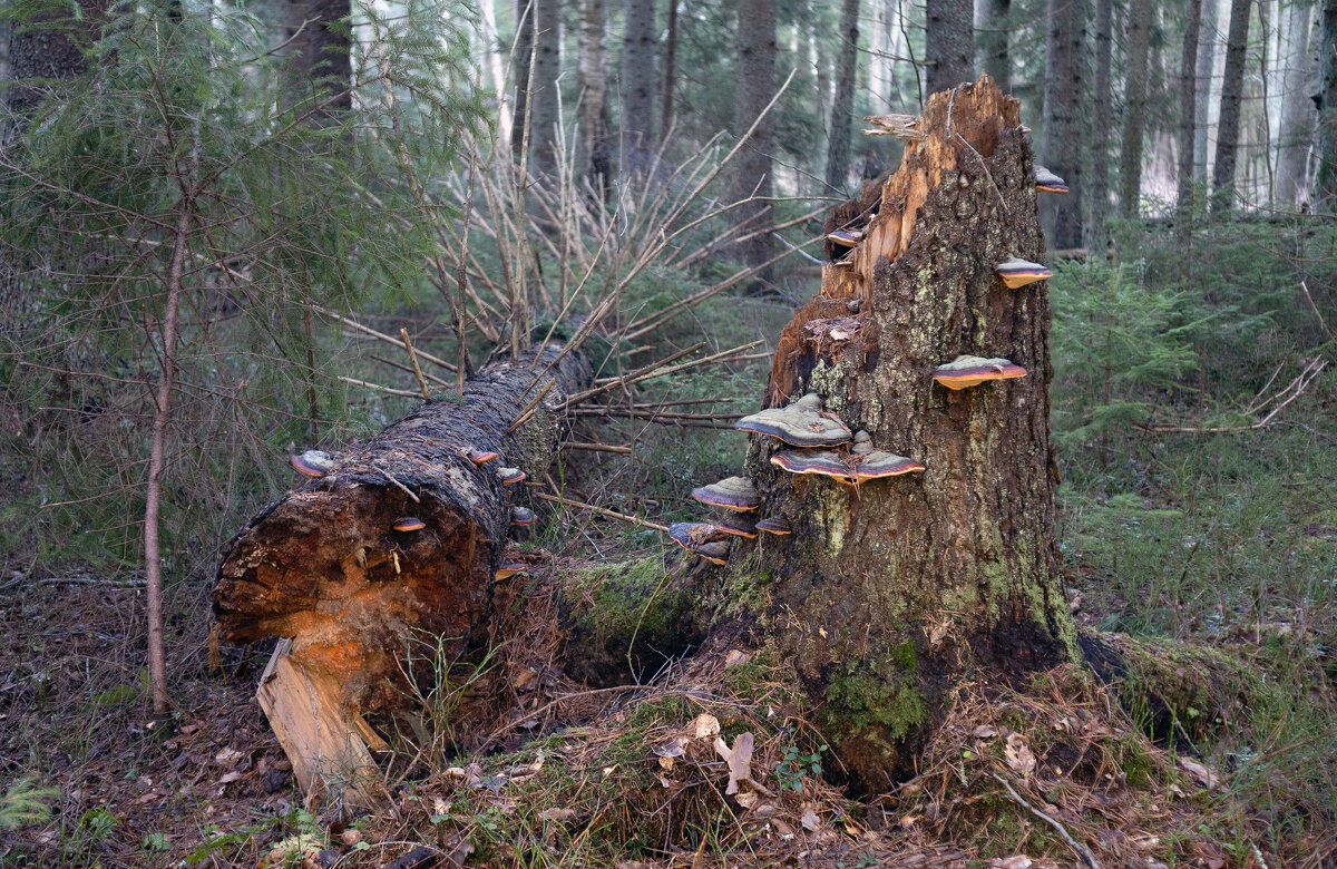 Был один и могуч, а теперь..... - Григорий П Был один и могуч, а теперь..... - Григорий П