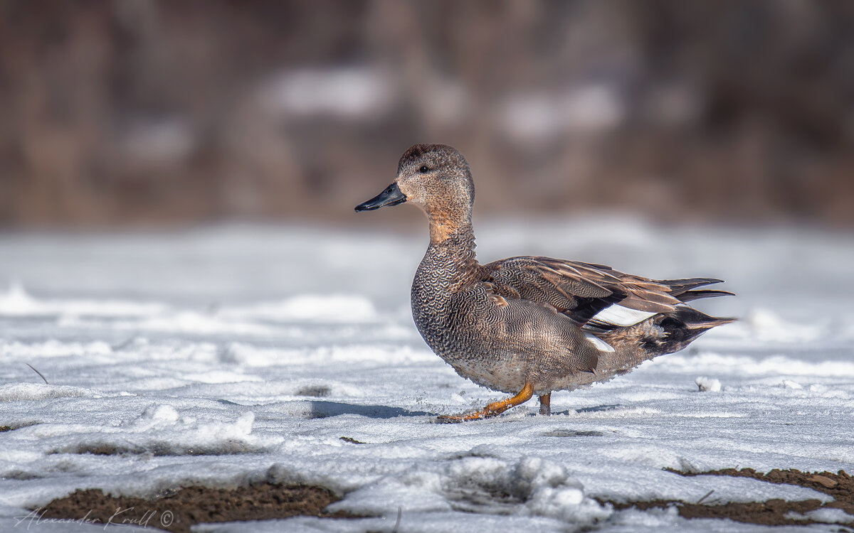 Пешком - Александр К. Пешком - Александр К.