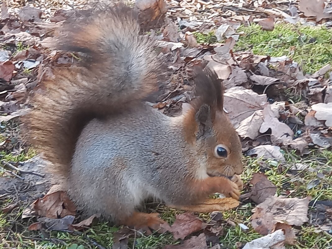 Белка - Сапсан 