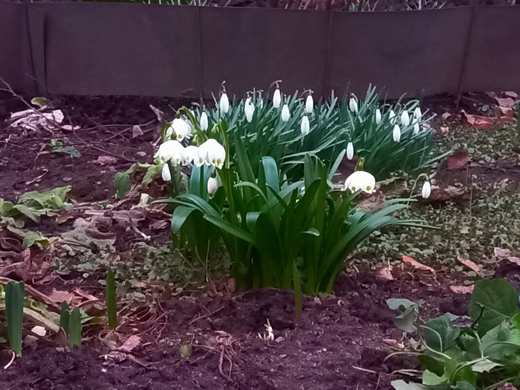 Белоцветник - Сапсан 