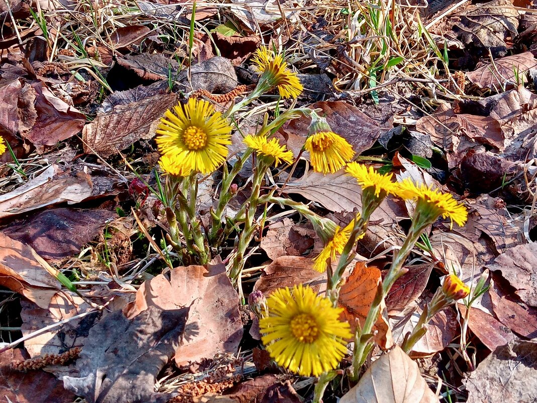 Предвестники весны, вы слышите? - Heinz Thorns Предвестники весны, вы слышите? - Heinz Thorns