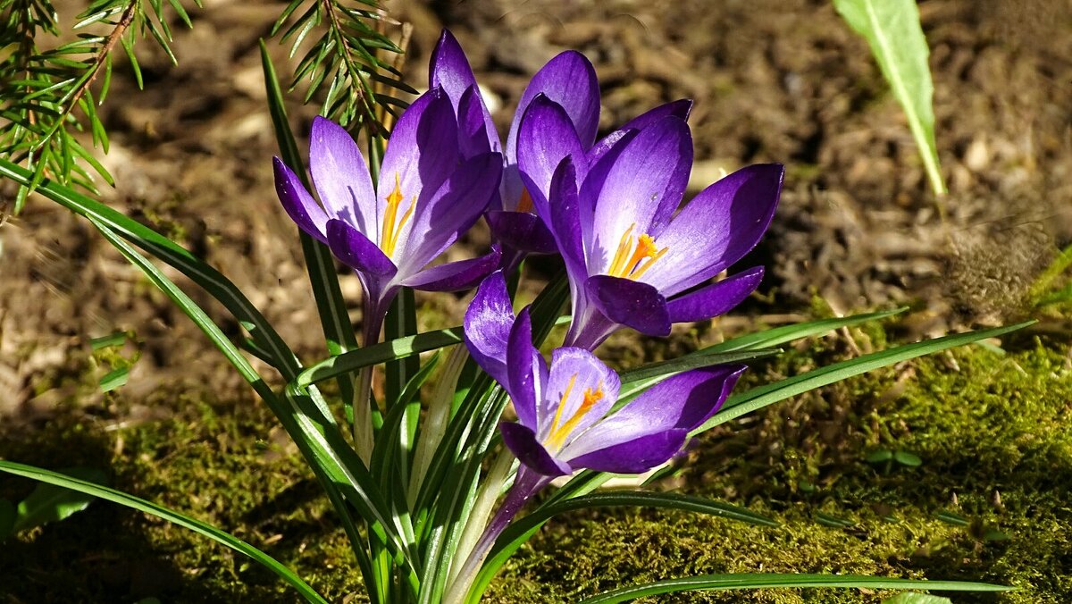 Городские цветы (крокусы) - Милешкин Владимир Алексеевич 