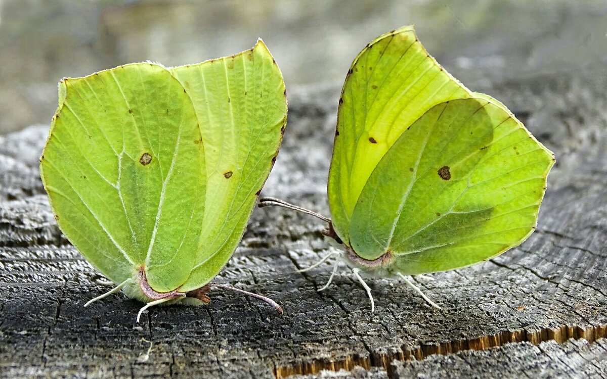 Бабочки - лимонницы - Милешкин Владимир Алексеевич Бабочки - лимонницы - Милешкин Владимир Алексеевич